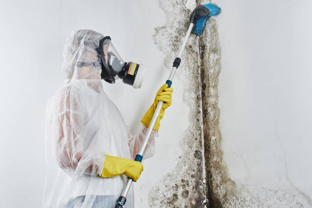 Best Certified Mold Removal  in Dupo, IL