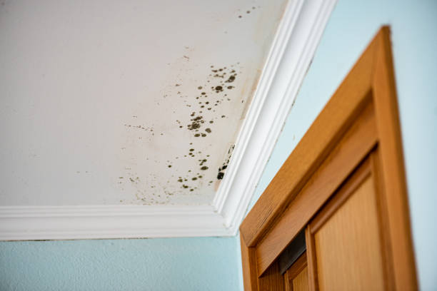 Best Residential Mold Removal  in Dupo, IL