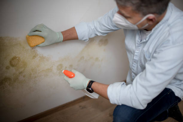 Best Residential Mold Removal  in Dupo, IL