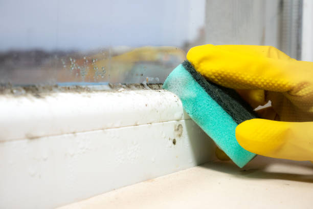 Best Local Mold Removal Service  in Dupo, IL