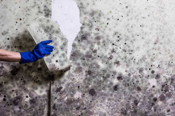 Certified Mold Removal in Dupo, IL