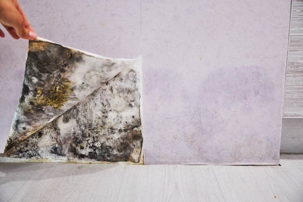 Best Black Mold Removal  in Dupo, IL